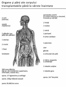 Transplantierbare Organe_rom